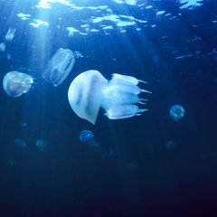 jellyfish-underwater-2021-08-26-16-02-30-utc.jpg